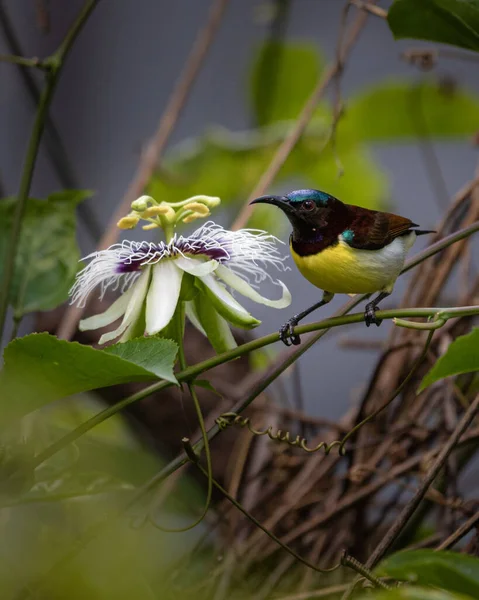 Nahaufnahme Eines Palästinensischen Sonnenvogels Der Nähe Einer Passiflora Blume — Stockfoto