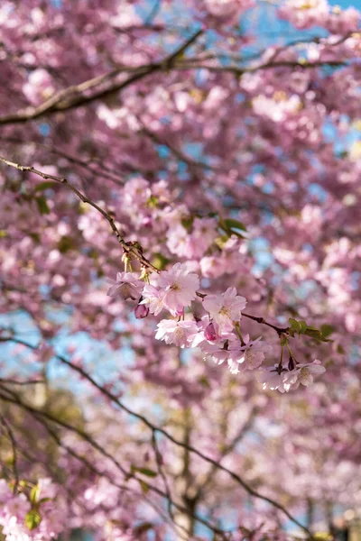 Tiro Seletivo Foco Das Flores Cor Rosa Que Florescem Árvore — Fotografia de Stock