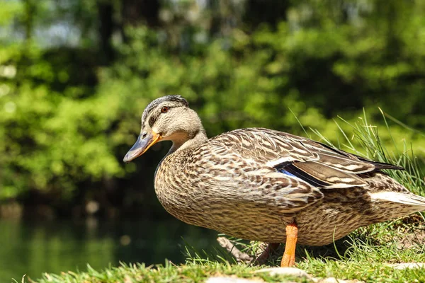 Closeup Shot Female Mallard Duck Grass Lakeshore — Stock Photo, Image