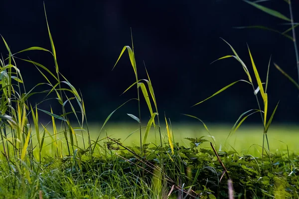 Folhas Verdes Brilhantes Grama Campo — Fotografia de Stock