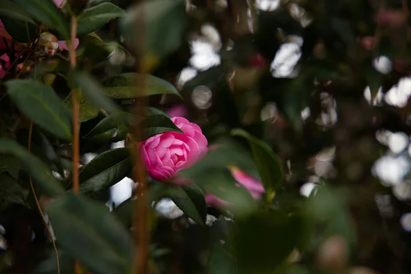 Rosa Kamelienblüte — Stockfoto