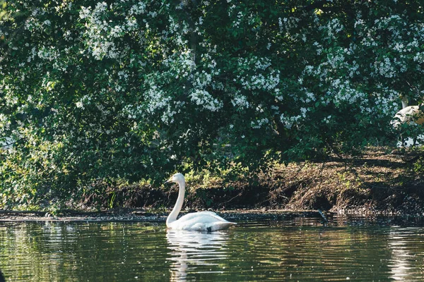 Una Bella Vista Grazioso Cigno Galleggiante Nel Lago — Foto Stock