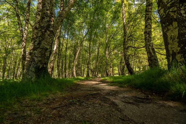 Eine Straße Grünen Wald Einem Sonnigen Tag — Stockfoto