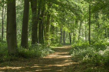 Ormandaki sık ağaçların arasında bir patika.