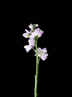 Mor dekoratif çiçeklerin dikey çekimi koyu bir arkaplanda izole edilmiş.