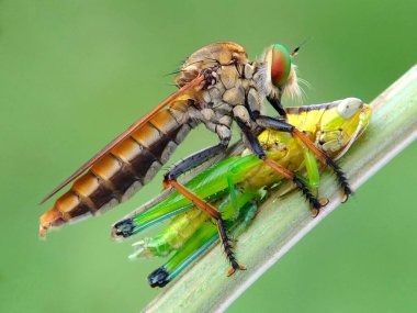 Bu fotoğrafı bir cep telefonu kamerası ve eski hasarlı kameranın lensini kullanarak çektim.