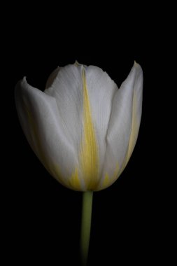 Beyaz ve sarı bir lalenin dikey çekimi.