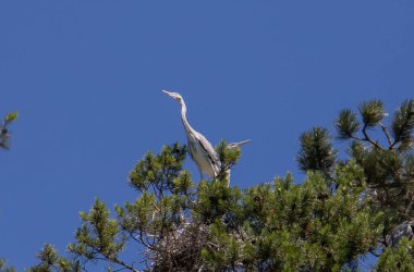 Ağaçtaki yuvaların yakınındaki gri balıkçıl kuşları, doğa, irade