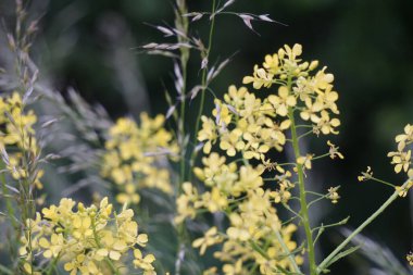 Sarı çiçekli bir kolza tohumu bitkisinin seçici odağı