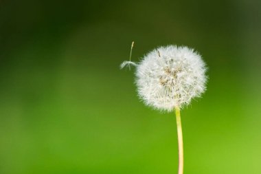 Yeşil arka planda izole edilmiş tüylü beyaz bir karahindibanın yakın çekimi.