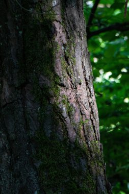 Yeşil dalların arka planına karşı yosun kaplı bir ağaç gövdesinin dikey görüntüsü.