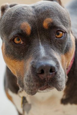 Kameraya bakan tapılası bir boğa.