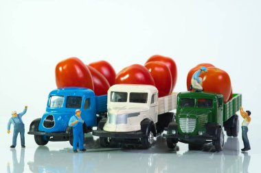 Olgun domateslerle dolu çeşitli kamyonlar, tartışan sürücüler, eğimli ön görüş. Beyaz arka plan, konsept: sağlıklı çiğ gıda