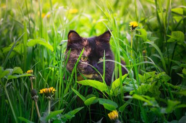 Bir bahar günü bitkiler ve çiçekler arasında sevimli bir kedi yavrusunun yakın çekimi.