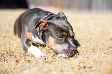 Çimlerin üzerinde uzanan sevimli kahverengi Rottweiler köpeğinin yakın çekimi.