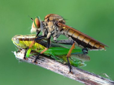 Hırsız sinekleri bir tür yırtıcı böcektir.