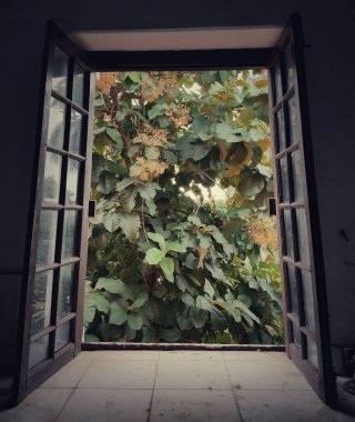 Pencereden yeşillik ve ağaçların görünümü