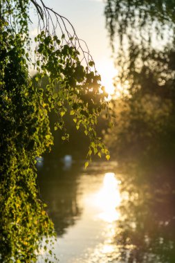 Gün batımında bir körfezde ağlayan huş ağacı