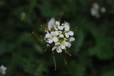 Gündüz vakti bir bahçede beyaz dikardit eksenli eksenli bir ekvatorun yakın plan çekimi.