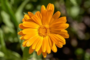 Calendula 'nın portakal çiçeği (Calendula officinalis), düğün çiçeği ya da kadife çiçeği, yeşil yapraklı Asteraceae familyasının bitkisi.