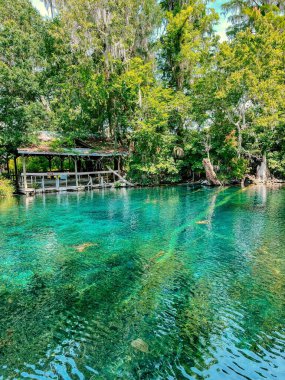 Büyüyen ağaçları ve çardağı olan güneşli bir sahil.
