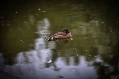Gölde yürüyen bir ördek.