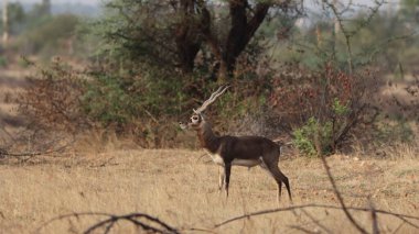 Çayırda duran sevimli bir erkek Blackbuck