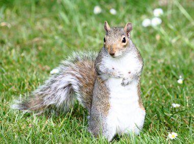 Çimlerin üzerinde güzel bir sincabın yakın plan fotoğrafı.
