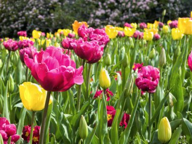 Renkli lalelerden güzel bir poz