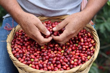 Kırmızı kahve çekirdeklerini sepette tutan insan eli yakın plan bir fotoğraf.