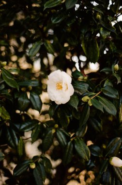 Çiçek açan yeşil yapraklı beyaz bir çiçek.