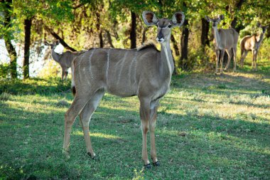 Ormandaki büyük bir kadu 'nun güzel bir görüntüsü.