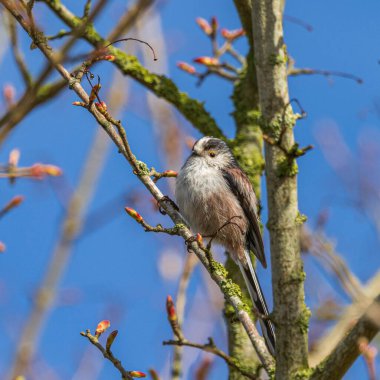 A beautiful shot of a long-tailed tit sitting on a tree