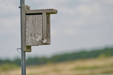 Çayırdaki ahşap bir kuş yuvasının yakın çekimi.