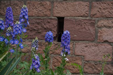 Tuğla duvar arka planına sahip mor renkli bir mumu (alpin delphinium) bitki.