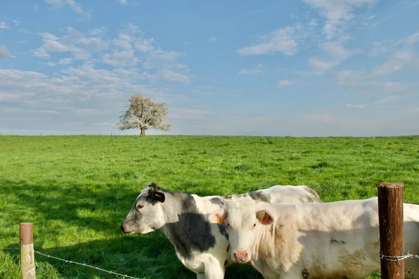 Krásné Krávy Popředí Kvetoucí Ovocný Strom Vrcholu Malého Kopce Dálce — Stock fotografie