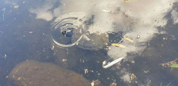 泥だらけの湖で亀の水泳 — ストック写真