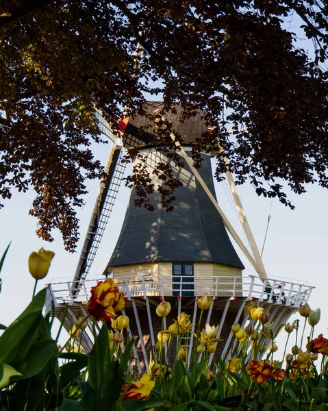 Het Verticale Shot Van Het Gele Tulpenveld Met Een Windmolenachtergrond — Stockfoto