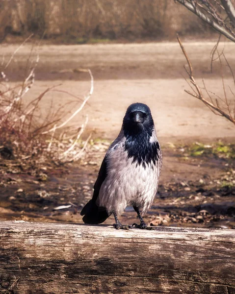 Portrait Oiseau Corbeau Debout Dans Champ Nous Regardant — Photo