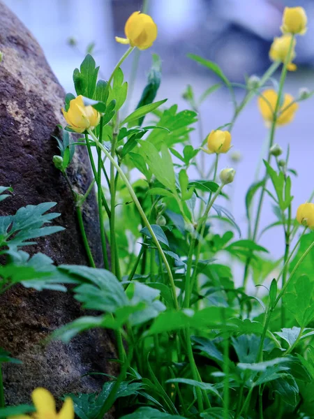 Close Globeflower Trollius Europaeus Perto Uma Rocha — Fotografia de Stock