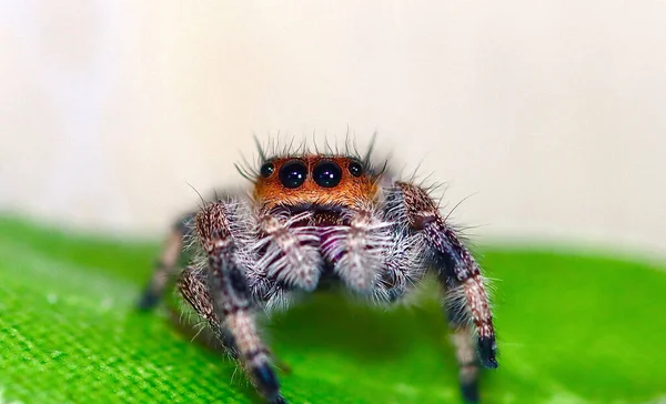 Eine Nahaufnahme Einer Niedlichen Spinne Mit Schwarzen Augen Auf Verschwommenem — Stockfoto