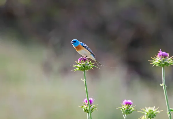 一张美丽的照片 是一只拉祖利 邦廷的小鸟坐在一株雌蕊植物上准备飞翔 — 图库照片