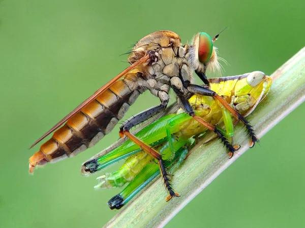 Bu fotoğrafı bir cep telefonu kamerası ve eski hasarlı kameranın lensini kullanarak çektim.