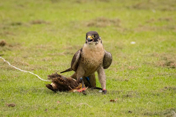 Peregrine Falcon Falco Peregrinus Holding Small Bird Its Legs Green — Stock Photo, Image