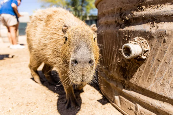 Capybara Hydrochoerus Hydrochaeris Zoo Arizona Usa — Stockfoto