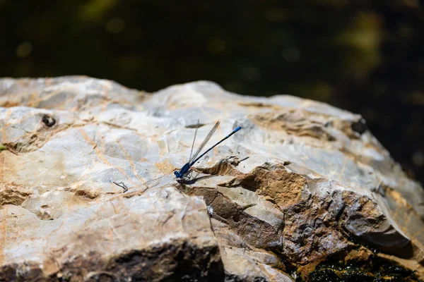 Closeup Shot Blue Dragonfly Stone — Stock Photo, Image