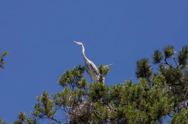 Ağaçtaki yuvaların yakınındaki gri balıkçıl kuşları, doğa, irade
