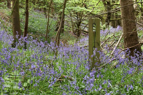 Ένα Ανθισμένο Λουλούδι Bluebell Στο Βοτανικό Κήπο — Φωτογραφία Αρχείου