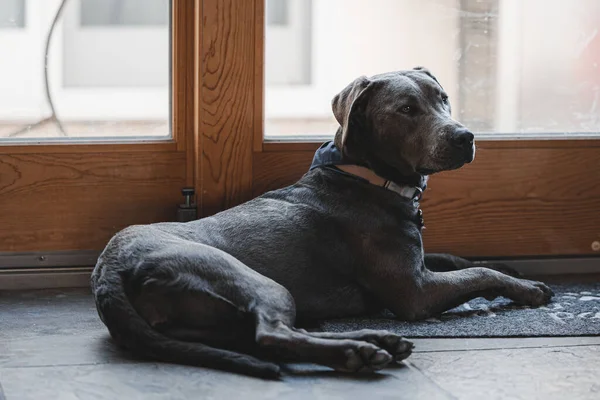 Siyah Bir Labrador Köpeği Kapının Önünde Yatıyor — Stok fotoğraf