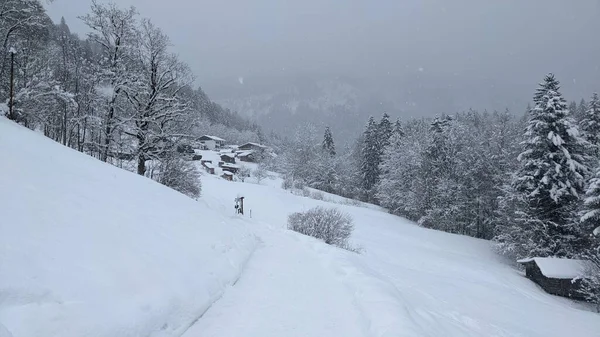 Widok Pokrytego Śniegiem Pola Otoczonego Drzewami Tle Domów — Zdjęcie stockowe